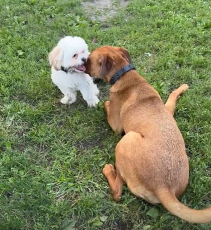 These Two Were Adopted From The Shelter I Volunteer At By Two Different Friends Of Mine. This Was Their First Time Meeting Without A Fence In Between Them!