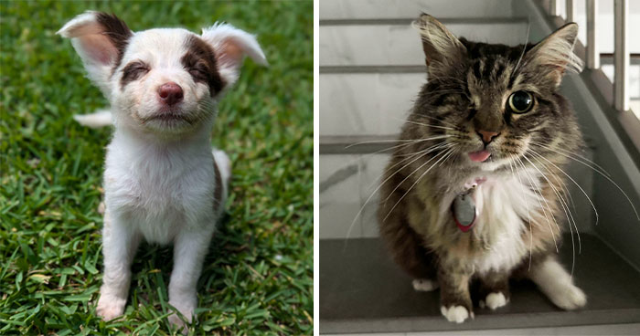 50 Adorable Photos Of People Showing The Pets They’ve Adopted (July Edition)