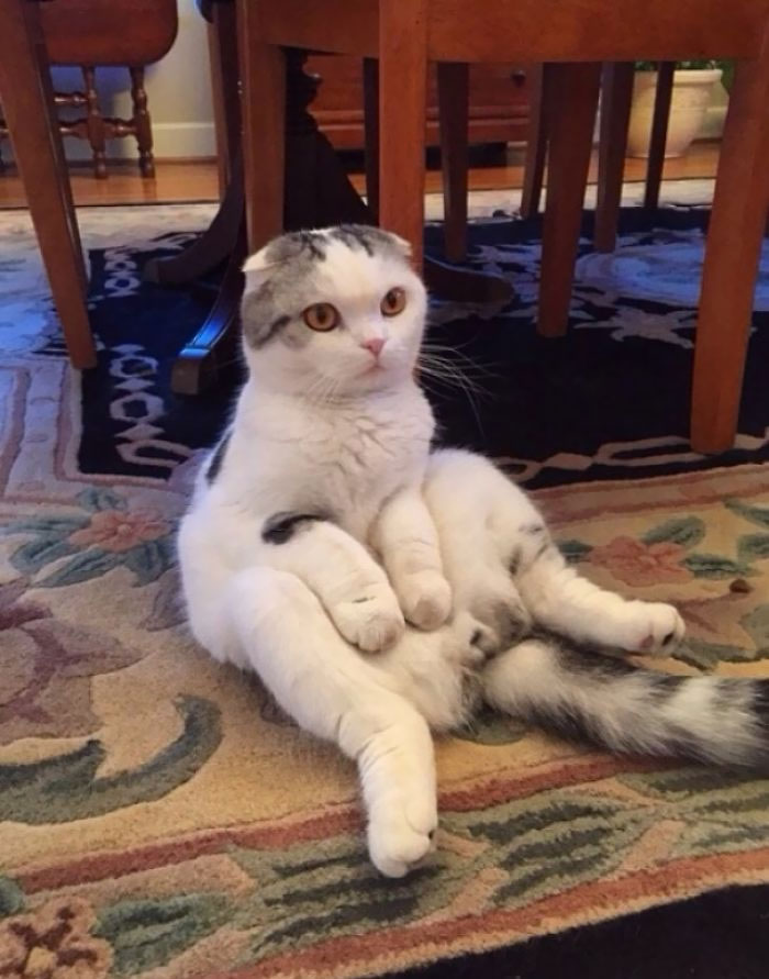 This Is My Girlfriend's Scottish Fold Named Merlin. He's Not Exactly Normal But We Love Him For It