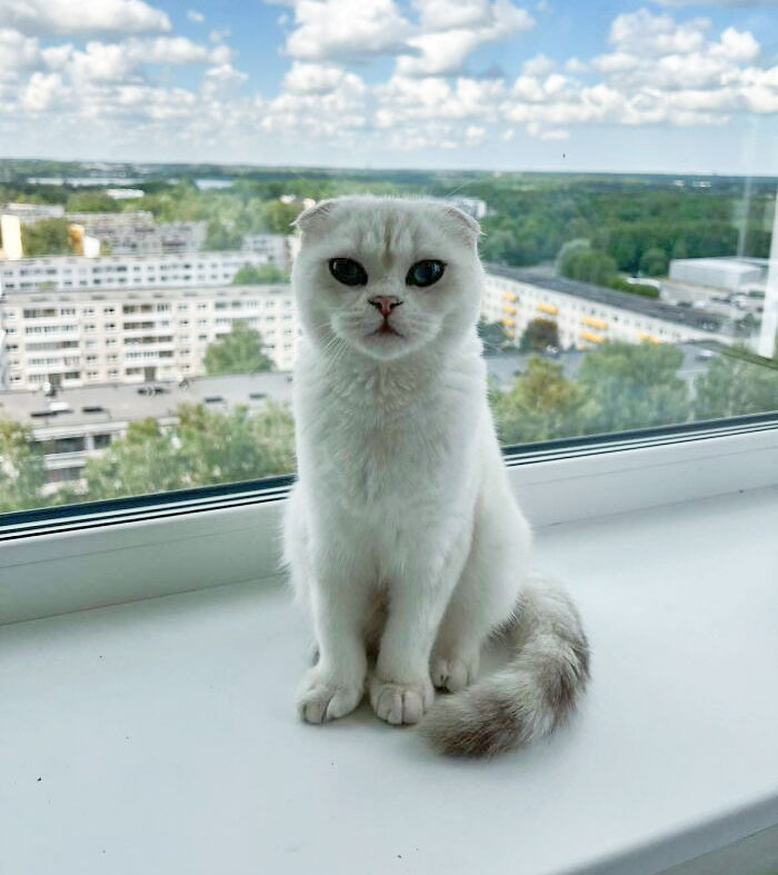 Our Little Scottish Fold William Loves Posing For Pictures