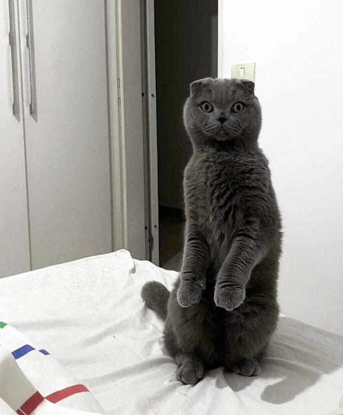 My Scottish Fold Standing Up