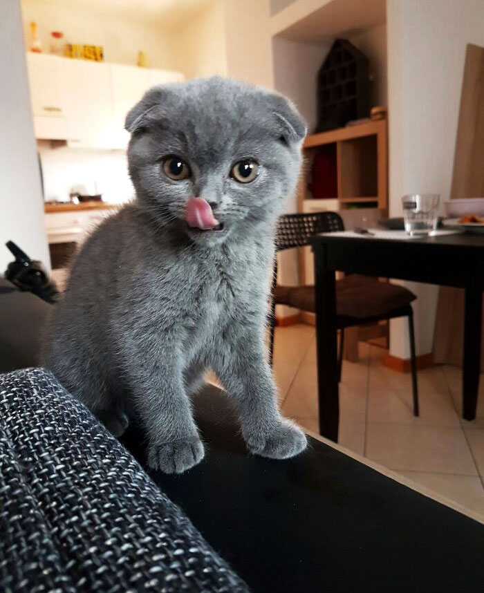 My Brother's Scottish Fold. His Name Is Aaron