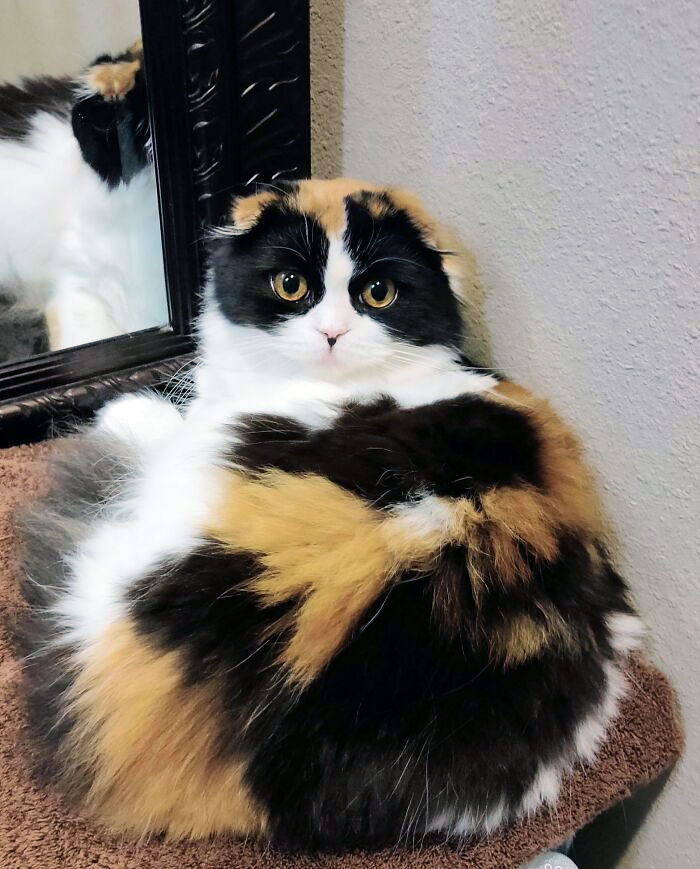 Today Is Queen Raspberry's Birthday, She Is One Year Old. Our Scottish Fold Cat Is Very Unique With Her Calico Color And Black Dot On Her Nose