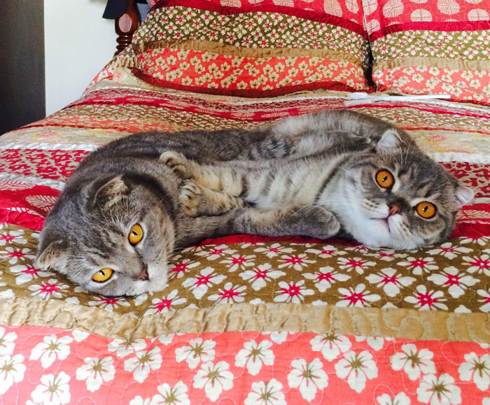 Scottish Fold Sisters Love To Hug Each Other