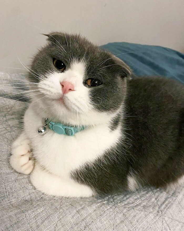 My Scottish Fold