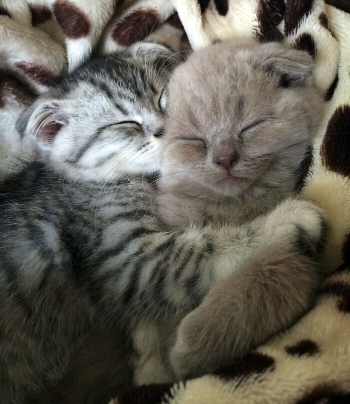 Two Cute Scottish Folds