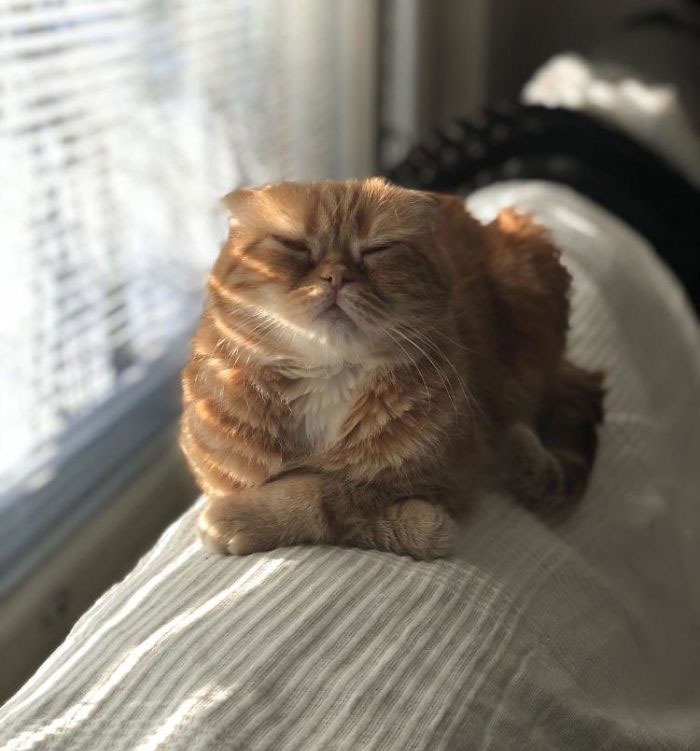 My Scottish Fold