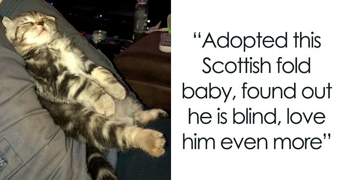 50 Pictures Of Scottish Folds That Are Cuteness Overload