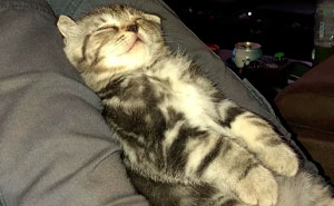 50 Pictures Of Scottish Folds That Are Cuteness Overload