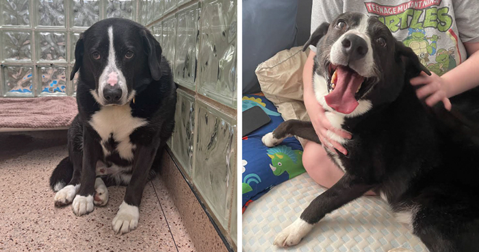 Through The Shelter Doors One Last Time: Family Returns ‘Heartbroken’ Dog to Shelter After 8 Years