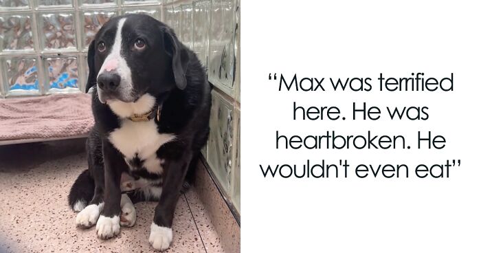 Through The Shelter Doors One Last Time: Family Returns ‘Heartbroken’ Dog to Shelter After 8 Years