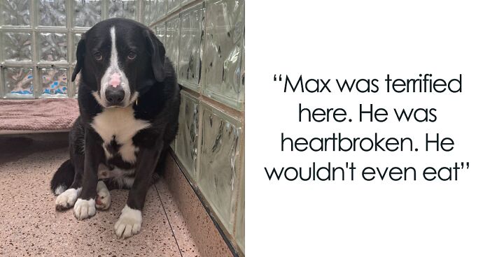 8 Years After Adoption, ‘Heartbroken’ Dog Is Returned To The Same Animal Shelter