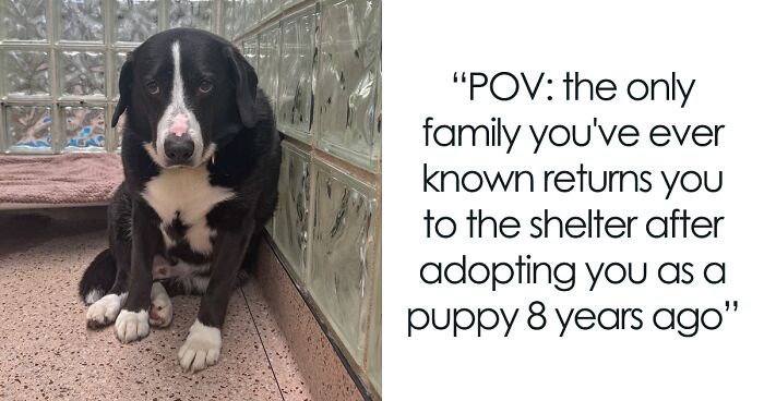 Through The Shelter Doors One Last Time: Family Returns ‘Heartbroken’ Dog to Shelter After 8 Years