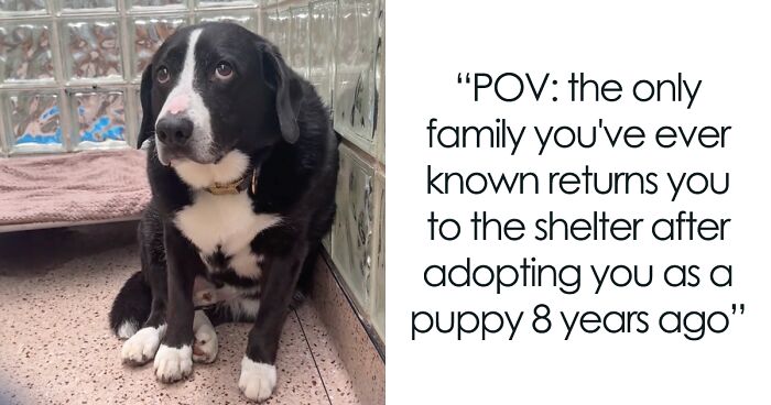 Family Returns Dog To Shelter After Adopting Him As A Puppy 8 Years Ago