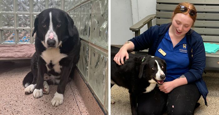 Dog Finally Finds His Forever Home After Being Dumped In A Shelter 8 Years After Adoption