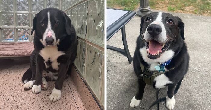 Max’s Story Goes Viral After He Was Returned To The Same Shelter He Was Taken From 8 Years Ago