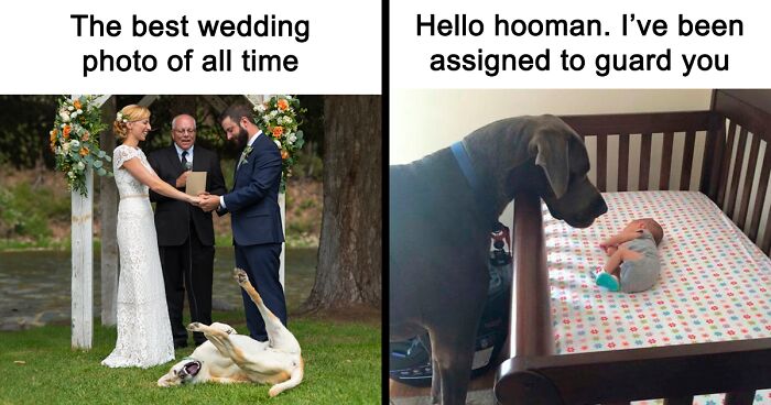 88 Funny Dog Memes For People Who’d Choose A Pet Over Human Interaction Any Day