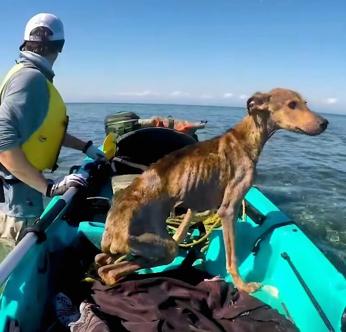 Man saves starving dog on a kayak in Belize, both in a blue kayak surrounded by ocean scenery.