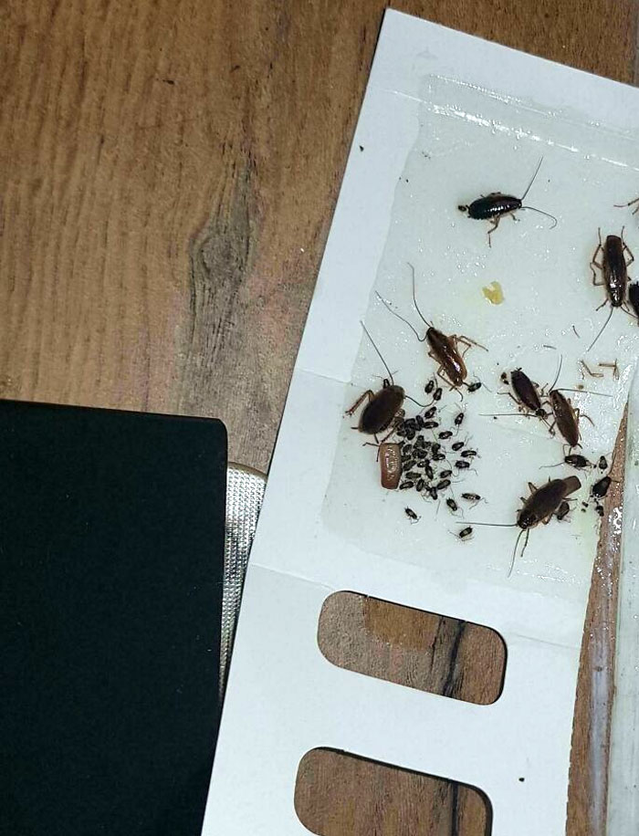 Boss Says The Office Has No Roaches