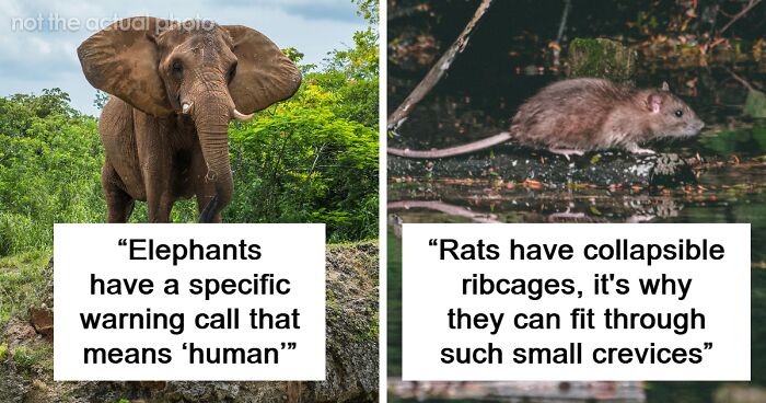 67 Fascinating Wildlife Facts That Only Prove That Nature Never Ceases To Amaze Us