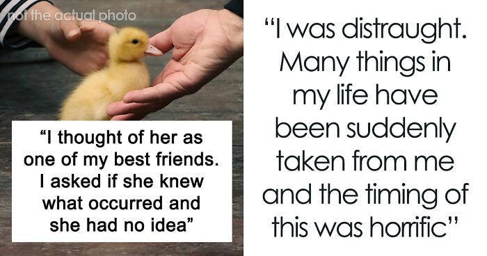 Woman Confronts Friends Over Her Dead Ducks, Gets Uninvited From Wedding