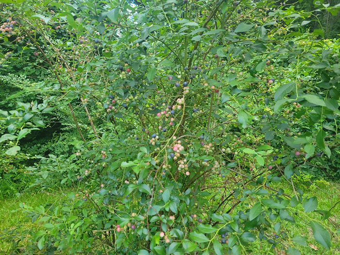 Woman Heartbroken After Chat With Neighbors Leads Them To Destroy Her Blueberry Harvest