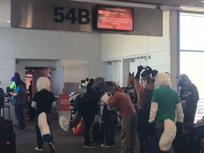 Apparently Booked A Business Trip On A Furry Flight. I Feel Like I’ve Entered A Different Dimension