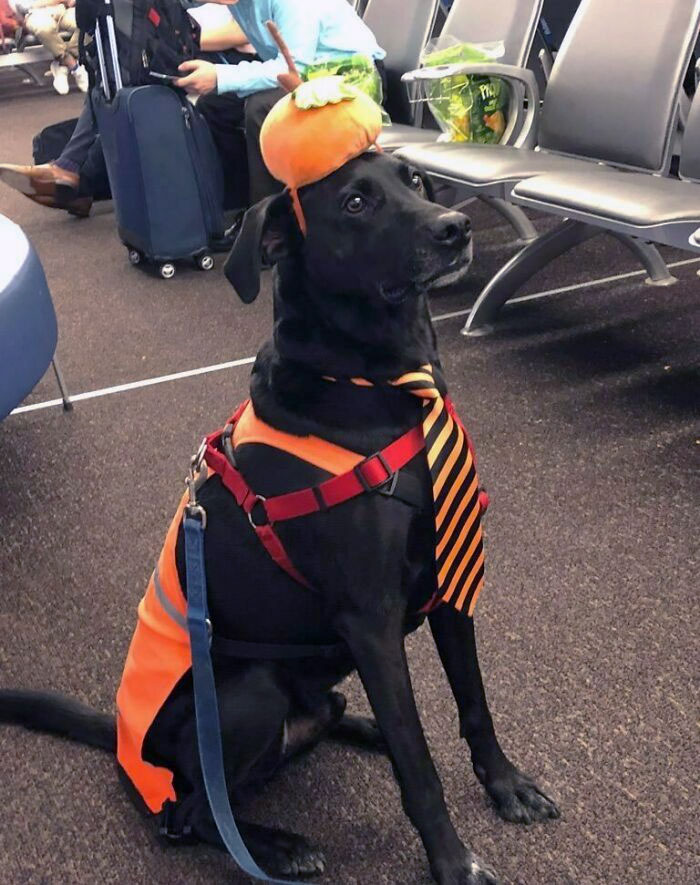 El aeropuerto de Buffalo tiene perros de servicio para calmar a los pasajeros