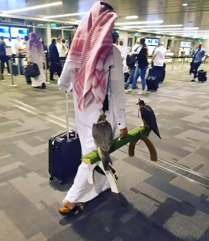 A Friend Of Mine Saw This Traveler And His Falcons At Doha Airport In Qatar
