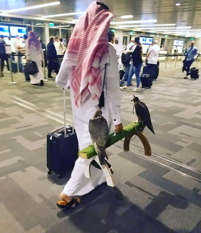 Viajero con sus halcones en el aeropuerto de Doha