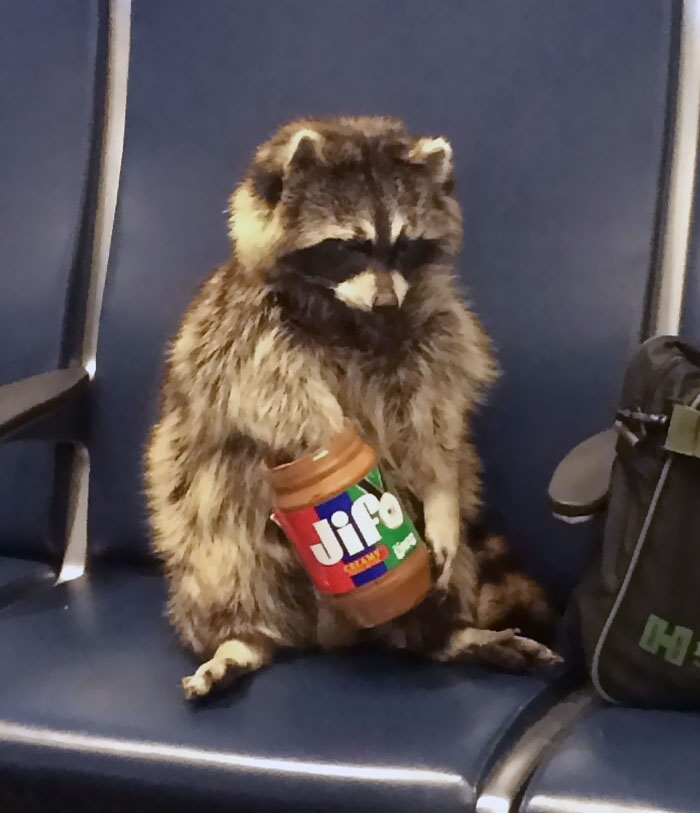 Hay un mapache en el aeropuerto