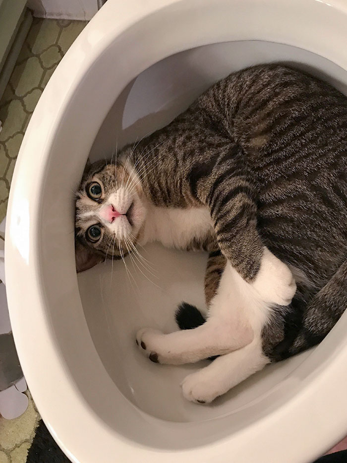 Dad Started Putting In A New Toilet. Walked Away For A Few Minutes And Came Back To This