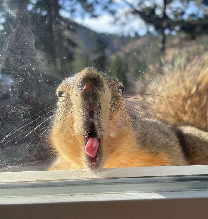 Our Squirrels Are Weird