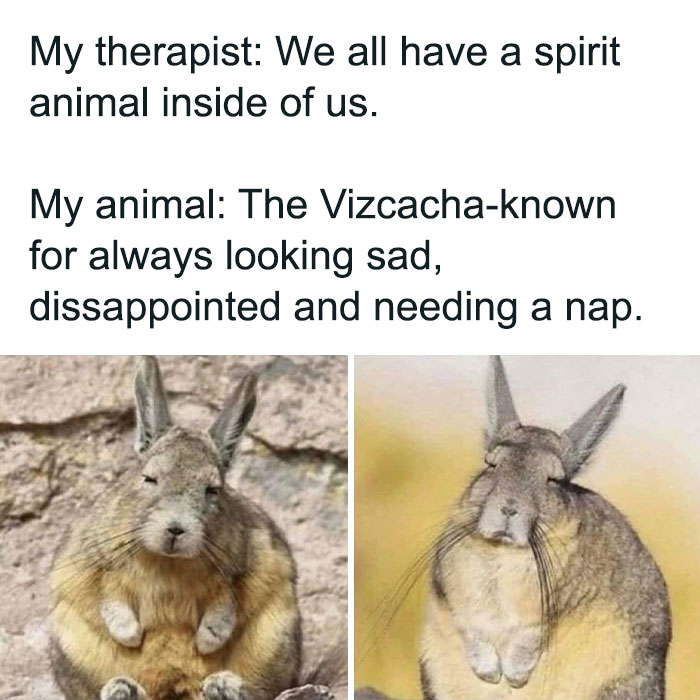 Text about a therapist discussing spirit animals with images of a vizcacha looking sad, disappointed, and needing a nap.