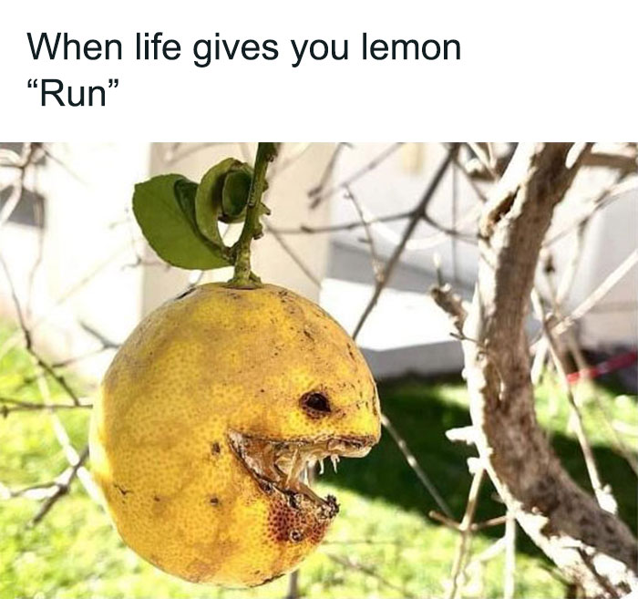 A close-up of a lemon on a tree that has a creepy face, with decayed parts making it look like it has a mouth and eyes. The text above the image reads, "When life gives you lemon," and below, it says, "Run."