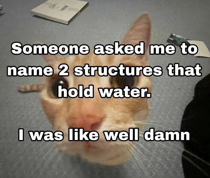 Funny-Memes-Cats-That-Are-Literally-Me