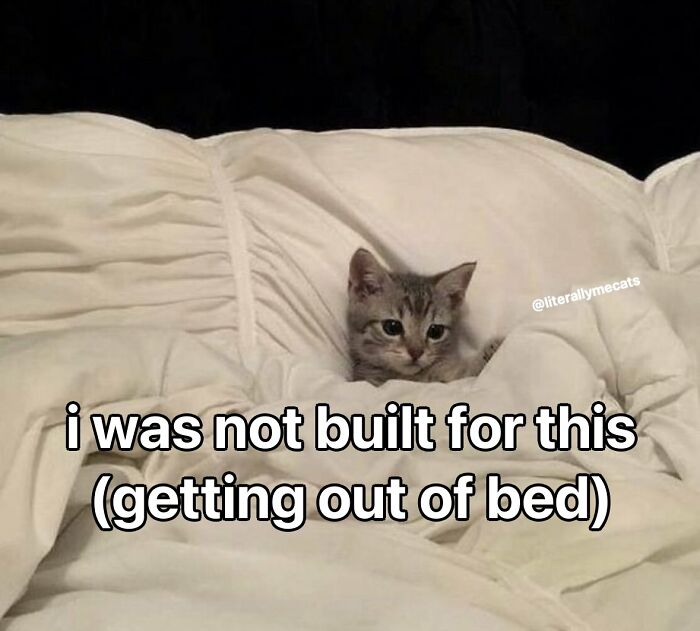 Funny-Memes-Cats-That-Are-Literally-Me