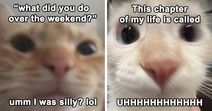 125 Relatable And Weird Cat Memes