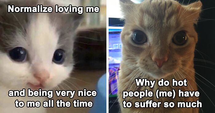 125 Of The Funniest Memes Shared On This Cat-Themed X Account