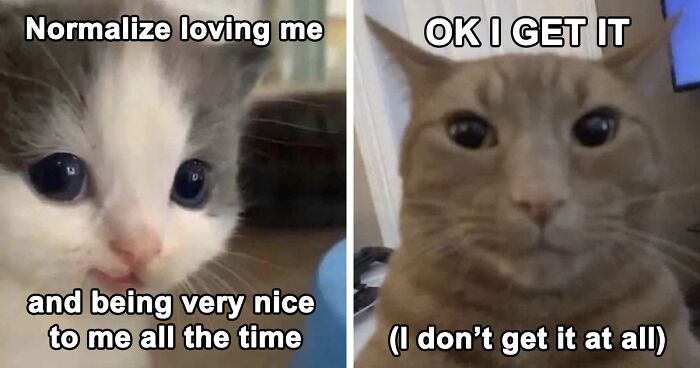 125 Funny And Adorable Cat Memes, As Shared On The ‘Cats That Are Literally Me’ Account