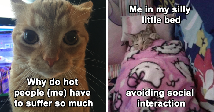 This X Account Posts Iconic Cat Memes, And Here Are 125 Of The Best Ones