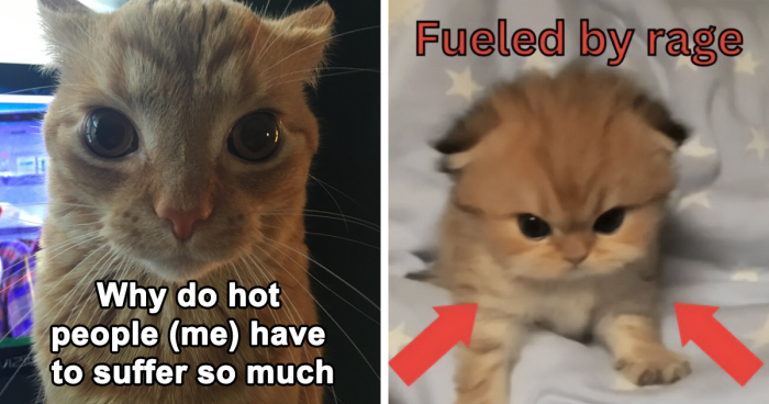 125 Cat Memes That Might Make You Say 