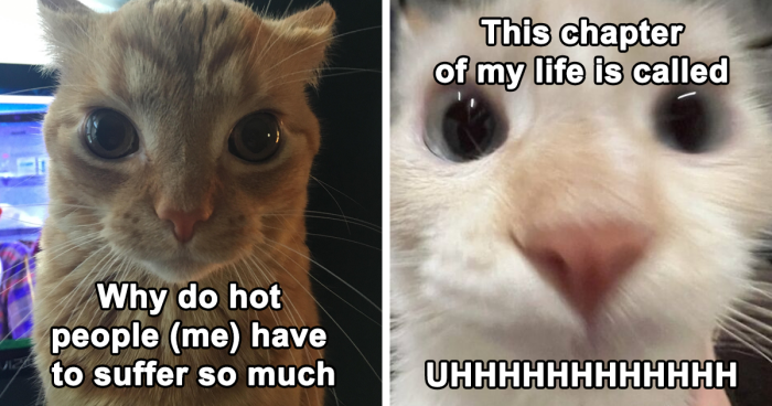 125 Relatable Cat Memes That Might Confuse You Or Make You Laugh