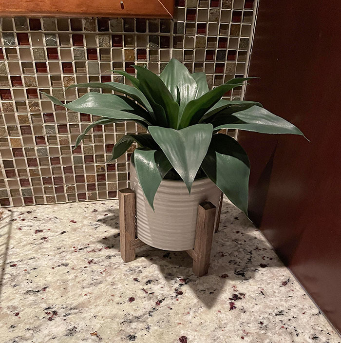 This Plastic Plant My Wife Kept Alive For Two Years By Watering