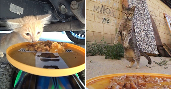 30 Times This Guy Used A Drone And Remote Control Car To Find And Feed Stray Cats