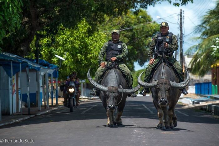 Local Military Police On Brazil, Estate Of Pará, Inside The Amazon. Using Buffalos To Patrol Because They Can Outrun Crimimals In Rivers And Swamps