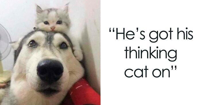 50 Times Animal Pics Were Just A Funny Meme Waiting To Happen