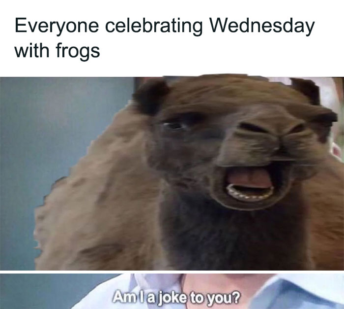 A two-panel image featuring a camel and a person. The top panel shows a camel with its mouth open, and the text above reads, "Everyone celebrating Wednesday with frogs." The bottom panel shows a person's torso wearing a shirt, with the text, "Am I a joke to you?"