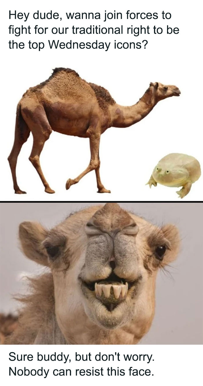 A two-panel image with text dialogue between a camel and a frog. The top panel shows a camel and a frog with the text, "Hey dude, wanna join forces to fight for our traditional right to be the top Wednesday icons?" The bottom panel shows a close-up of the camel's face with the text, "Sure buddy, but don't worry. Nobody can resist this face."