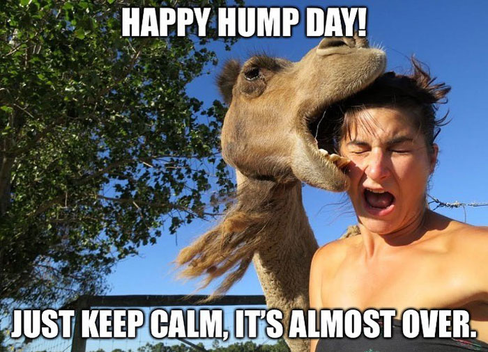 A woman with her eyes closed and mouth open in surprise as a camel appears to be playfully biting her head. The text at the top reads, "HAPPY HUMP DAY!" and at the bottom, "JUST KEEP CALM, IT'S ALMOST OVER."